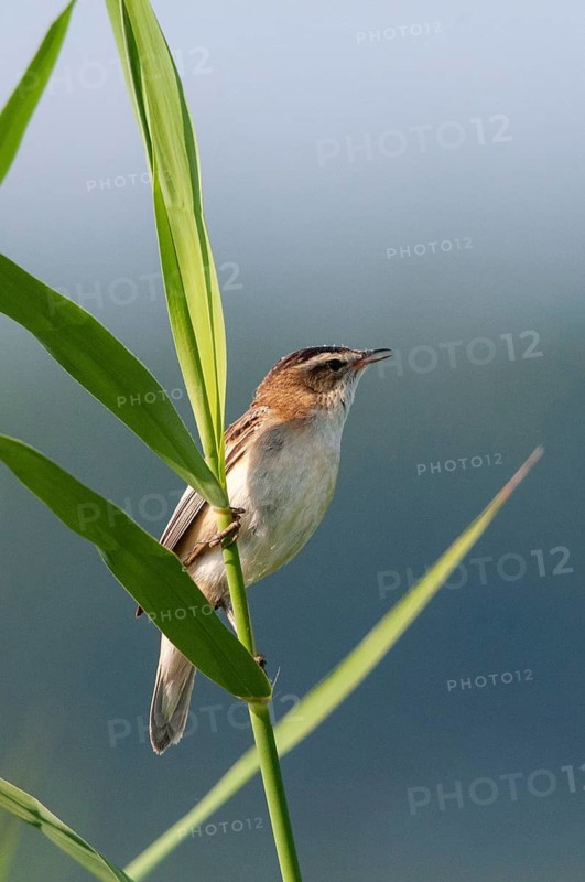 Acrocephalus Schoenobaenus, Sedge Warbler, Birds, High Size, Portrait, Passeri, Songbirds, Birds, Warblers