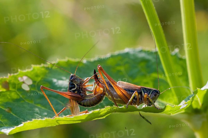 Grasshoppers, deciduous locusts, Metrioptera roeselii, Roesel's bush cricket, Roeseliana roeselii, roesels bite scare, bog bush cricket, couple, ensifera, grasshoppers, grasshoppers, insects, copula, long-feeler scare, mating, couple, mating, couple, mating, pairing