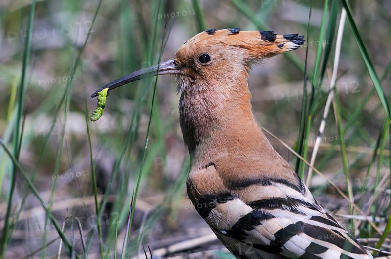 Brandenburg, Germany, Hoopoe, Nabu, national natural heritage, Grünhaus natural paradise, upupa epops, hoopoe, post-mining landscape, birds, green house, upupidae, birds