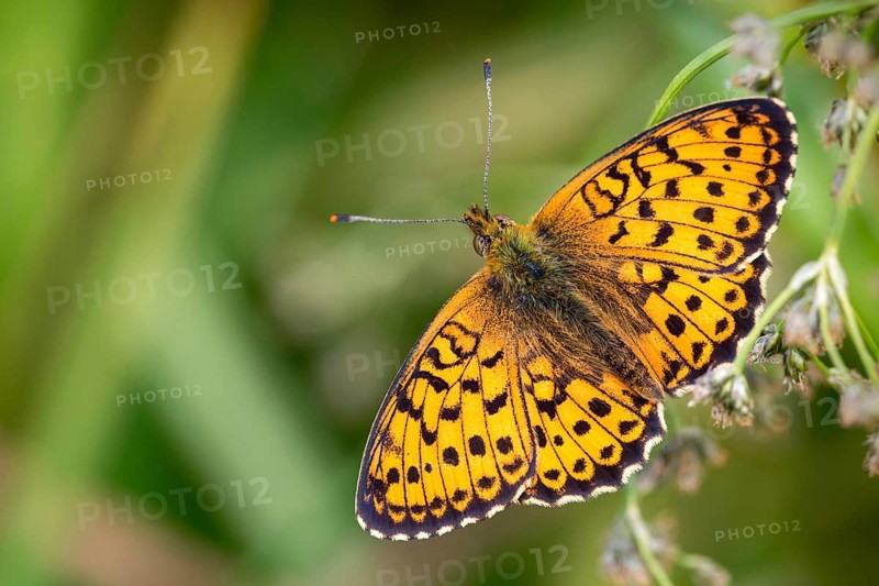 Brenthis Ino, Lesser Marbled Fritillary, Meadowsweet Pearl Butterfly, Purple Silver Butterfly, Insects, Butterfly, Butterfly, Butterflies