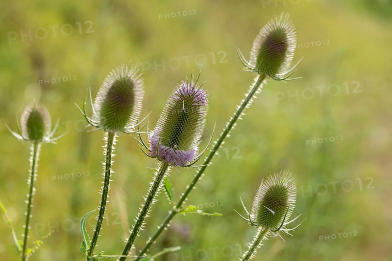Dipsacaceae, Dipsacus Fullonum, Dipsacus Fullonus, Dipsacus Sylvestris, Card, Wild Card, Flora, Fuller's Teasel, Plants, Wild Teasel