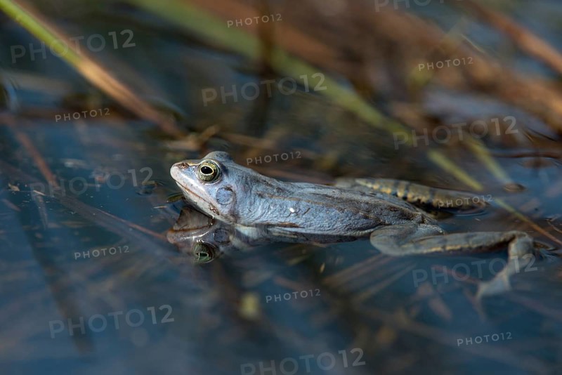 Moor frog, moor frog, rana arvalis, amphibians, amphibians, courtship behavior, courtship display, frog, frogs, amphibians