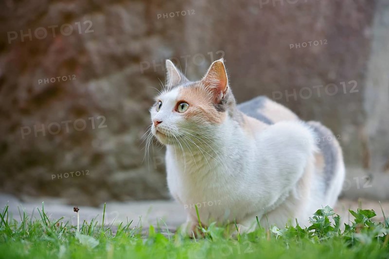 Domestic cat, tortoiseshell cat, North Rhine-Westphalia, Germany