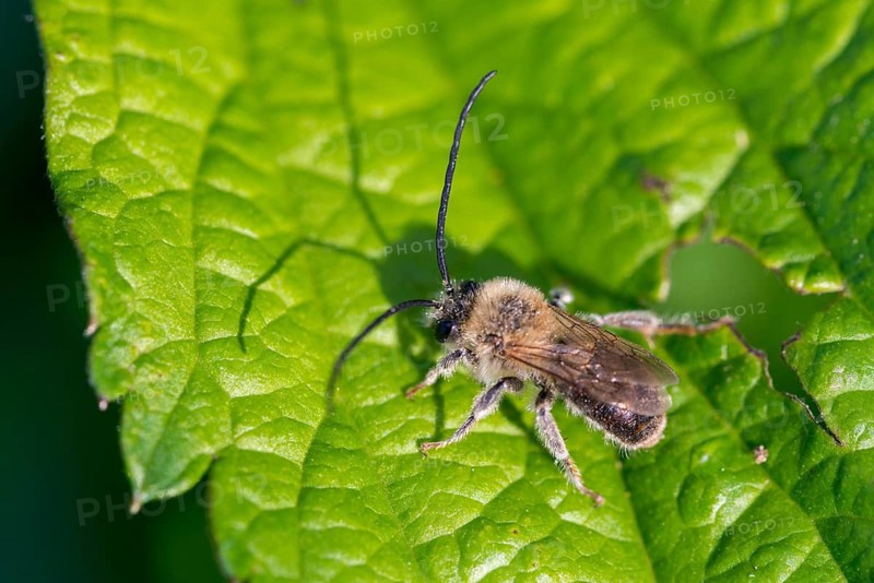 Apidae, bees, Eucera longicornis, early longhorn bee, hymenoptera, longhorn bee, long-horned bee, May longhorn bee, insects