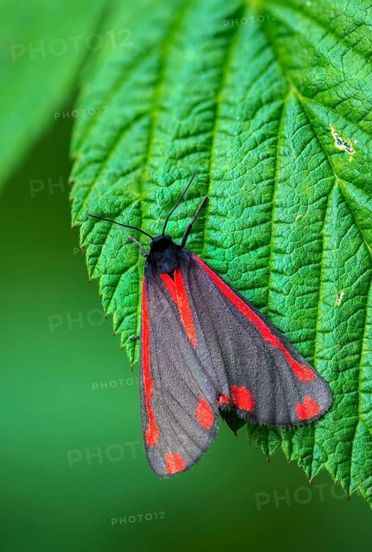 Blood bear, jacobscraut bear, carmine bear, Tyria jacobää, butterfly, cinnabar moth, high size, portrait format, insects, moths, moths, moths, butterfly