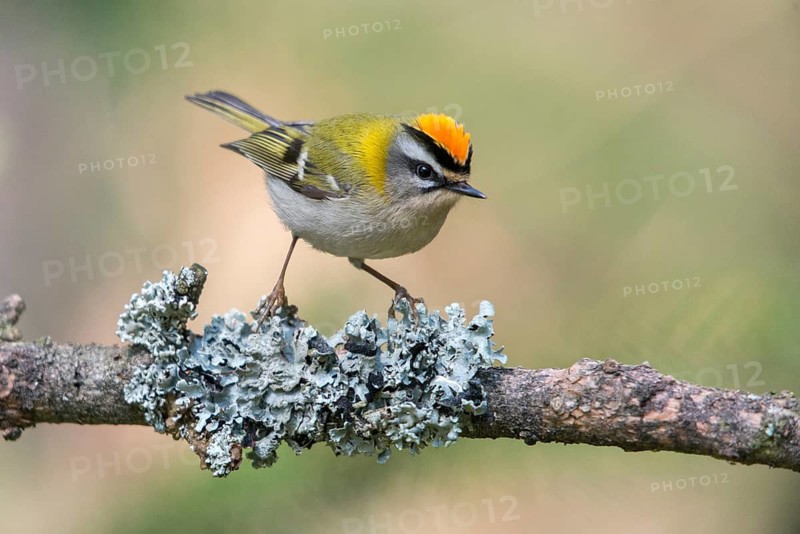 Common firecrest, golden chickens, regulus ignicapillus, golden chickens, birds, passeri, songbirds, songbirds, birds