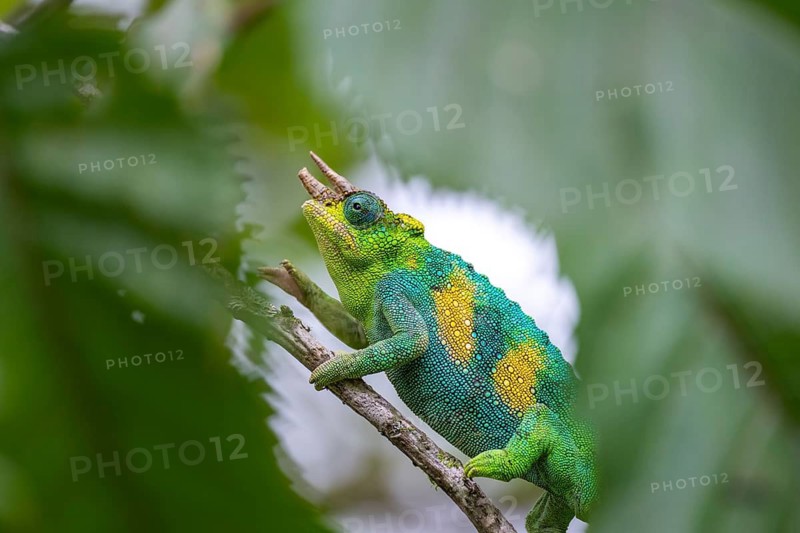 Three-horned chameleon (Trioceros jacksonii), male, between leaves on a branch, Bwindi Impenetrable Forest National Park, Uganda