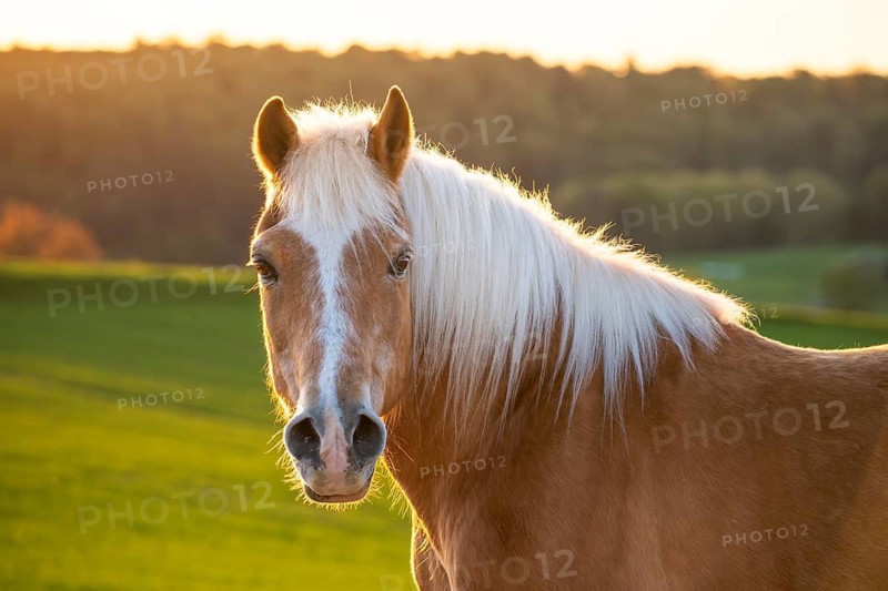 Horse, Haflinger, gelding, portrait, evening sun, back light