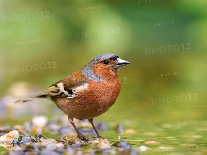 Chaffinch (Fringilla coelebs), a male standing on a gravel island in shallow water, Solms, Hesse, Germany