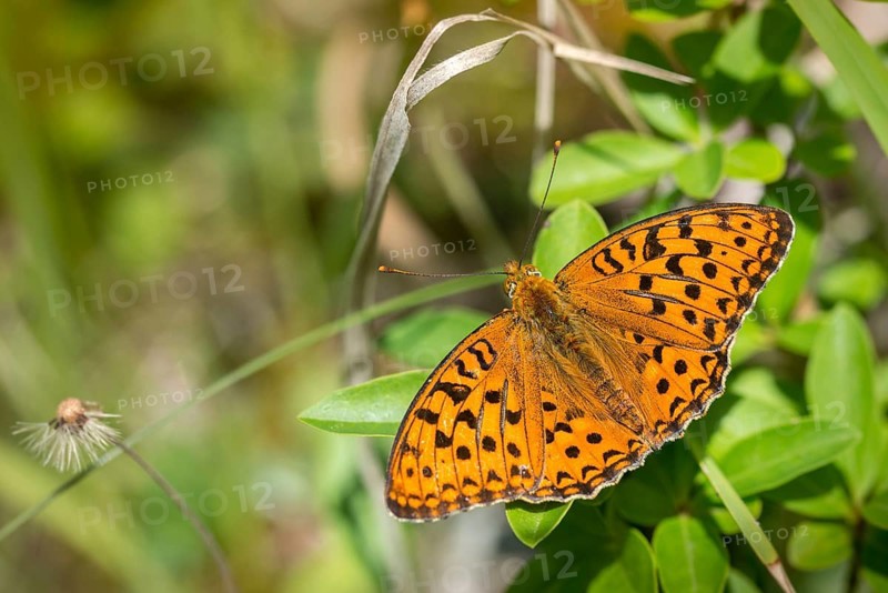 Argynnis adippe, Fabriciana adippe, fiery mother-of-pearl butterfly, high brown fritillary, mother-of-pearl butterfly, butterfly, butterflies, butterflies