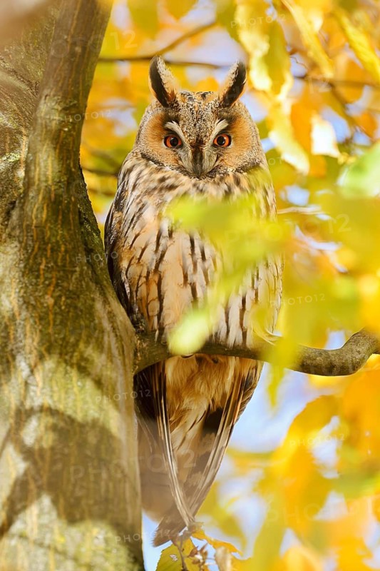Long-eared owl (Asio otus) sitting in a tree in autumn, North Rhine-Westphalia, Germany