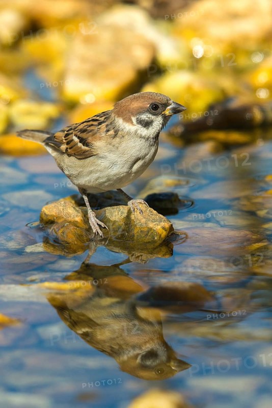 Tree Sparrow, Passer Montanus, Sparrow, Tree Sparrow, Bath, Birds, High Size, Portrait, Mirror, Passeri, Songbirds, Sparrow, Sparrow, Sparrow, Sparrow, Sparrow, Sparrow, Mirror Image, Drinking, Birdbath, Birds, Watering Place
