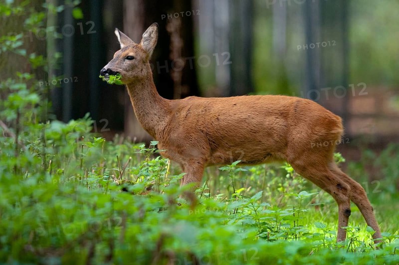 Artiodactyla, Capreolus capreolus, even-toed ungulate, cloven-hoofed, roe deer, mammals, mammals