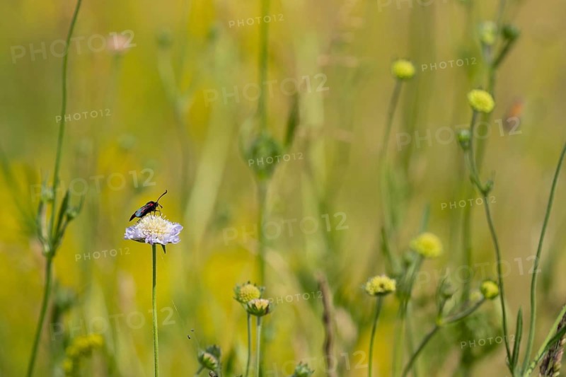 Six spot burnet moth (Zygaena filipendulae) adult insect feeding on a Field scabious flower in summer, Suffolk, England, United Kingdom