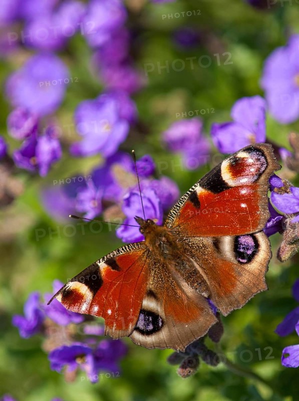 Aglais io, Inachis io, Nymphalis io, peacock, peacock, butterfly, high size, portrait, insects, insects, leo, butterfly, butterflies