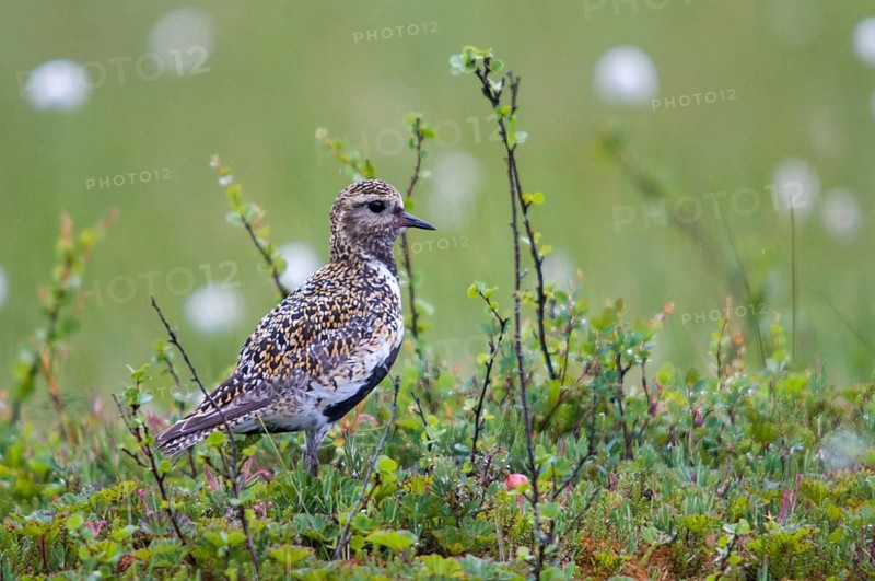 Finland, golden plovers, pluvialis apricaria, birds, charadriiformes, limikolen, plower, plovers, birds, waders, waders