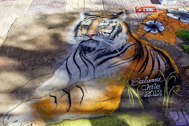 Realistic street paintings of a tiger next to flowers with an impressive level of detail, colorful street art and chalk paintings in the streets of Calama in Chile