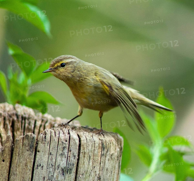Chiffchaff, phylloscopus collybita, zilpzalp, birds, passeri, songbirds, birds