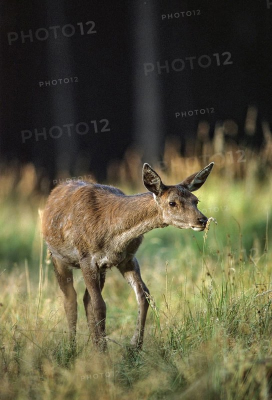 Artiodactyla, Cervus Elaphus, even-toed ungulate, cloven-hoofed, red deer, red deer, deer, adolescent, high size, deer, portrait, juvenile, calf, leo, mammals, mammals