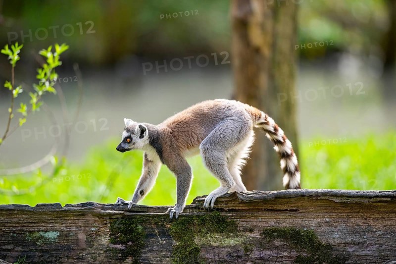 Ring-tailed lemur (Lemur catta) walking on an old tree trunk, captive, Germany