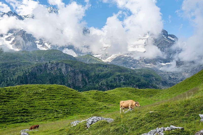 Cow on a mountain meadow in front of mountain landscape, Breithorn and Tschingelhorn mountain peaks, Bernese Alps, Bernese Oberland, Switzerland