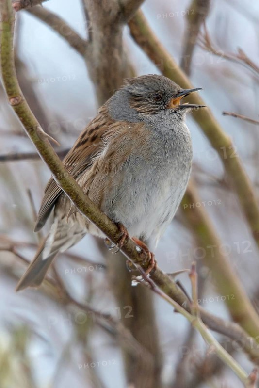 Dunnock, Dunnock, Prunella modularis, birds, high size, portrait format, male, passeri, songbirds, birds