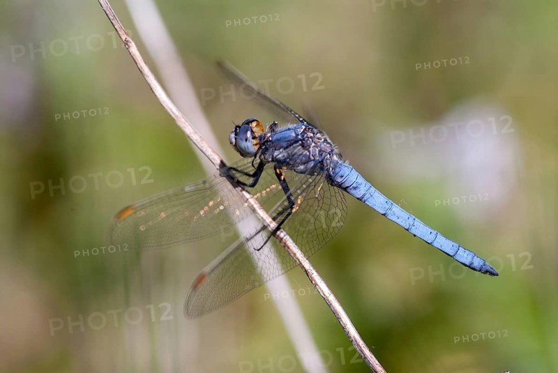 Orthetrum Brunneum, Southern Skimmer, Southern Blue Arrow, Anisoptera, Blue Arrow, Bulgaria, Damselflies, Dragonflies, Insects, Dragonflies, Male, Odonata, Sailing Barks