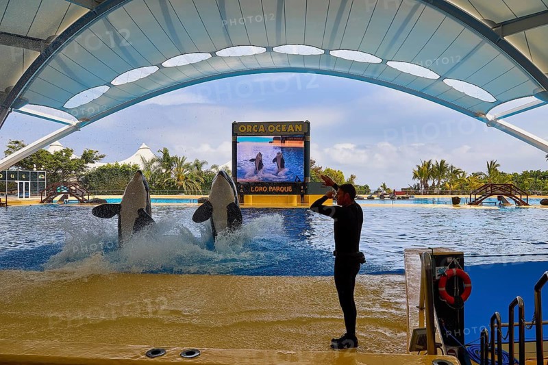 Two orcas jump out of the water one behind the other while a trainer stands on the stage, Orca (Orcinus orca), whale, killer whale, orca show, Loro Parque, Puerto de la Cruz, Tenerife, Canary Islands, Spain