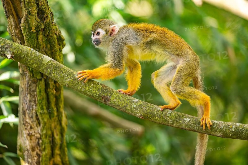 Common squirrel monkey (Saimiri sciureus) on a branchåç, captive, distribution South America