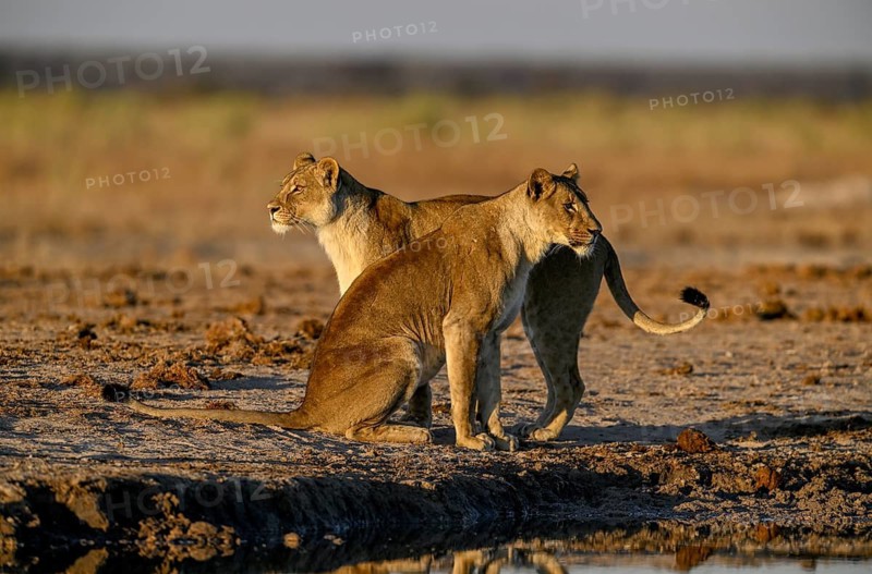 Two lionesses (Panthera leo) in the morning light at the Nxai Pan waterhole, Nxai Pan National Park, near Gweta, Central District, Botswana