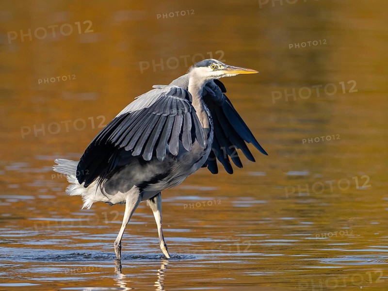 A gray heron with open wings, North Rhine-Westphalia, Germany