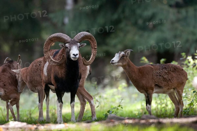 Artiodactyla, even-toed ungulate, mouflon, mouflon, mouflon, ovis gmelini musimon, cloven-hoofed, mammals, sheep, mammals, rams, game