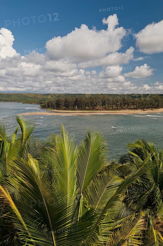 View of palm trees on the northernmost stretch of beach of Goa, Terekol, Goa, South India, India