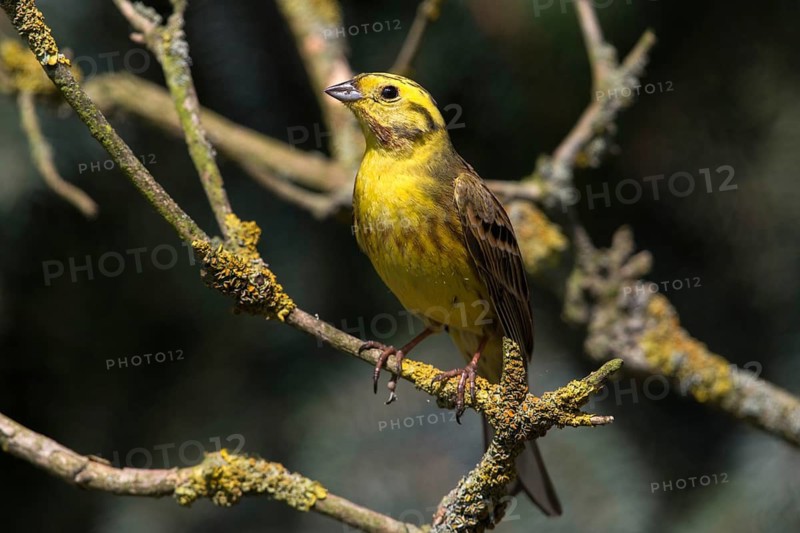 Emberiza citrinella, goldammer, yellowhammer, birds, male, passeri, songbirds, birds