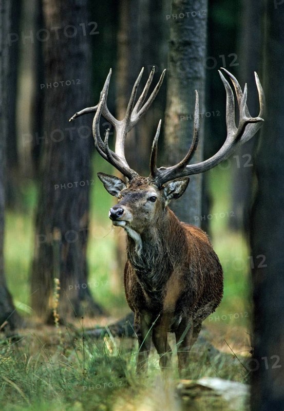 Artiodactyla, Cervus Elaphus, even-toed ungulate, cloven-hoofed, red deer, deer, deer, high size, deer, portrait format, leo, mammals, mammals, mammals