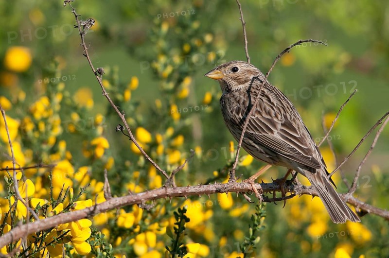 Brandenburg, corn bunting, Emberiza Calandra, Germany, gray bunting, miliaria calandra, Nabu, national natural heritage, natural paradise Grünhaus, post-mining landscape, birds, green house, passeri, songbirds, birds