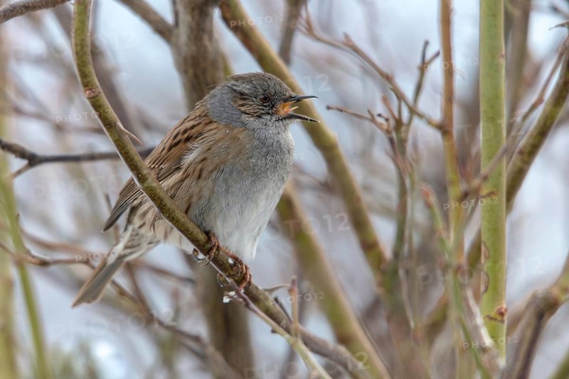 Dunnock, Dunnock, Prunella modularis, birds, males, passeri, songbirds, birds