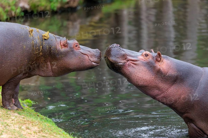 A young hippopotamus (Hippopotamus amphibius) stands on land, nose to nose with its mother, who is standing in the water. Democratic Republic of the Congo, Uganda, Tanzania, Kenya, Ethiopia, Somalia, Sudan, Gambia, South Africa