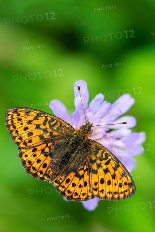 Brenthis Ino, Lesser Marbled Fritillary, Meadowsweet Pearl Butterfly, Purple Silver Butterfly, High Size, Portrait Format, Insects, Butterfly, Butterflies