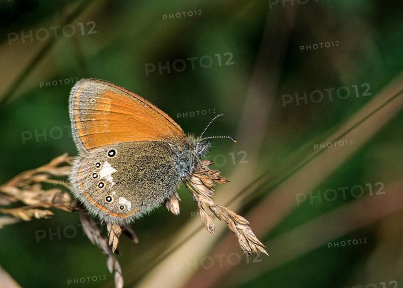 Chestnut heath, coenonympha glycerion, rust-brown meadowbird, red-brown meadowbird, butterfly, insects, butterfly, butterflies