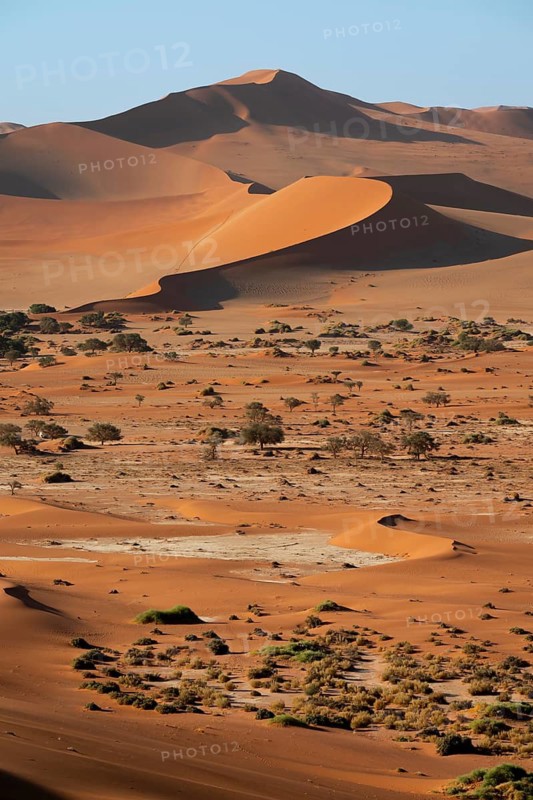 Barren vegetation between red-yellow Namib sand dunes, Namib Desert, Namib-Naukluft National Park, Namibia