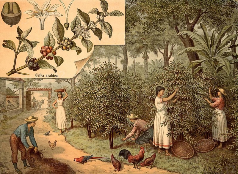 Scene illustrates manual harvesting on a historic coffee plantation. Plantation workers pick the ripe coffee cherries from the coffee bushes and collect them in large woven baskets. In the foreground, chickens, a rooster and a red macaw are depicted, coffee growing, school painting, illustration, reproduction from a model from the 19th century. School picture, mural, authentic, file restored for optimal use, exact date of original unknown, historical
