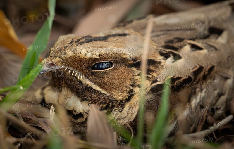 Close up of a Large-tailed Nightjar (Caprimulgus macrurus) perfectly camouflaged on the forest floor among dry leaves, sreepur, Gazipur, Bangladesh