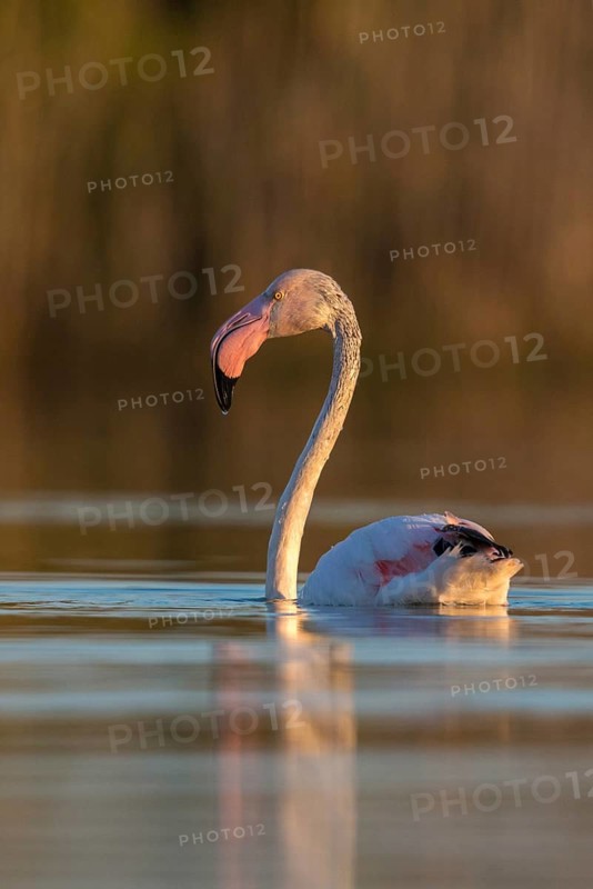 Afro-Asian Greater Flamingo, Eurasian Flamingo, European Flamingo, Granelli, Greater Flamingo, Italy, Pantano Cuba Lagoon, Pantani Cuba and Longarini, Phoenicopterus Roseus, Rosy Flamingo, Migratory Bird Sanctuary Pantani Cuba & Longarini, Birds, Ciconiiformes, Flamingo, High Size, Portrait, Italy, Walking Birds, Sicily, Foundation for Biodiversity, stork birds, birds