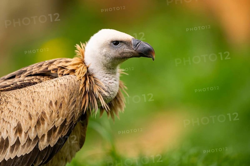 Griffon Vultures (Gyps fulvus), portrait, bavaria, Germany