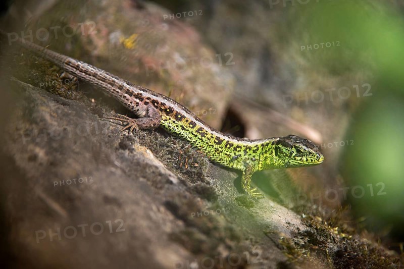 Lacerta agilis, sand lizard, sand lizard, critters, lizards, reptiles, lizards, males, reptilia, reptiles
