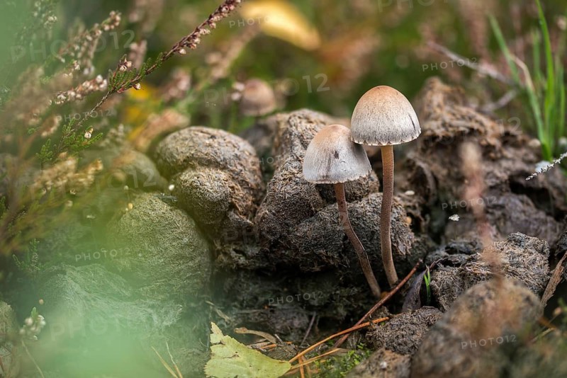 Fertiliser, Panaeolus castaneifolius, Panaeolus olivaceus, dotted spored fertiliser, fungi, fungi