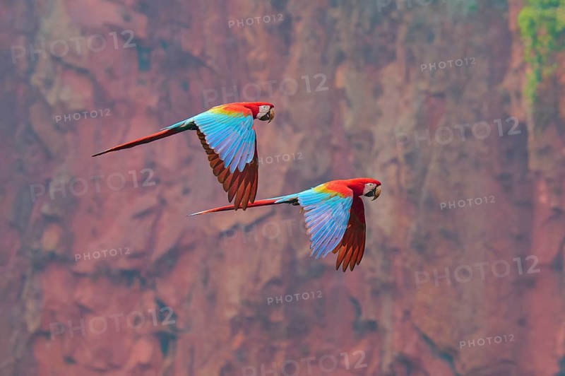 Two colourful parrots fly freely through the air, set against a red, rocky backdrop: the green-winged macaw, or dark-red macaw (Ara chloroptera), Buraco Das Araras, Bonito, Pantanal, Brazil