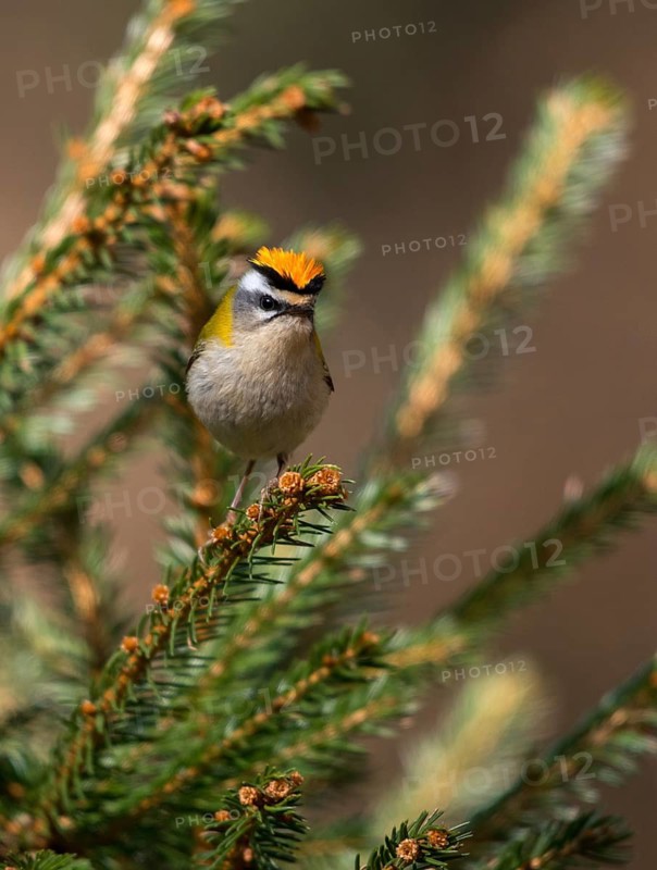 Common firecrest, golden chicken, Regulus ignicapillus, golden grouse, birds, high size, portrait format, passeri, songbirds, birds