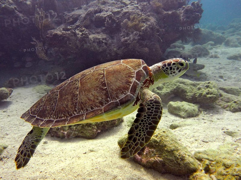 A sea turtle, the Hawksbill sea turtle (Eretmochelys imbricata imbricata), swims near a reef over sandy seabed in clear seawater, at the John Pennekamp Coral Reef State Park dive site, Key Largo, Florida Keys, Florida, USA